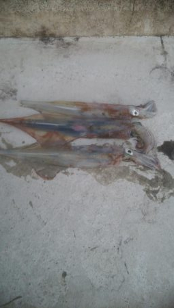 胴長25センチのヤリイカ3杯！