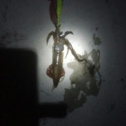 ヤリイカ1杯とヒイカ1杯の釣果！