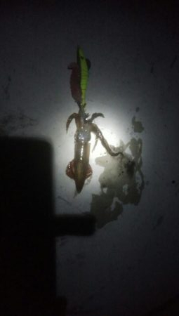 ヤリイカ1杯とヒイカ1杯の釣果！