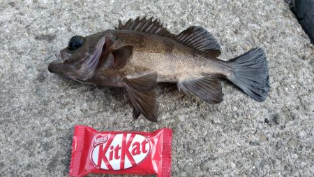 ウニのしゃぶしゃぶを食べに