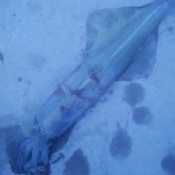 ヤリイカ釣行　2杯！！