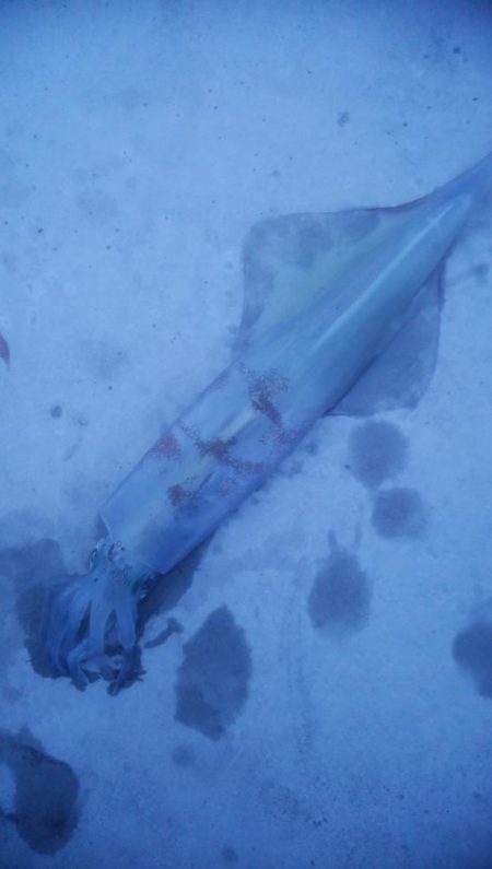 ヤリイカ釣行　2杯！！