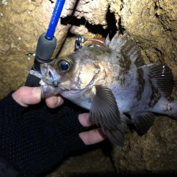 磯メバ　リベンジ