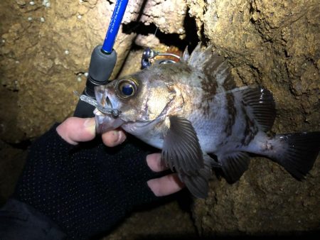 磯メバ　リベンジ