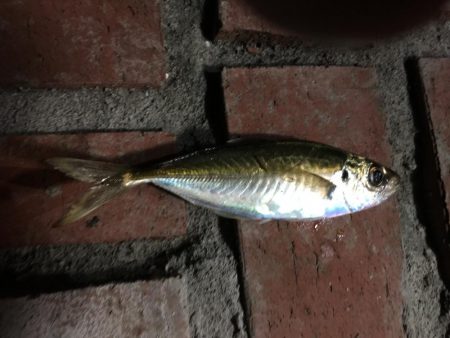 時合い無し　坊主か1匹