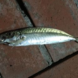 釣り客多いが釣果は今一つ