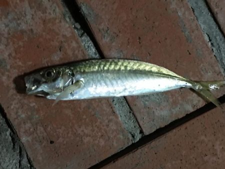 釣り客多いが釣果は今一つ