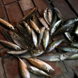 コアジ28㎝含む35匹