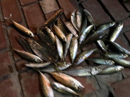 コアジ28㎝含む35匹