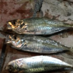 今日も好調　アジ33匹