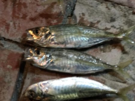 今日も好調　アジ33匹