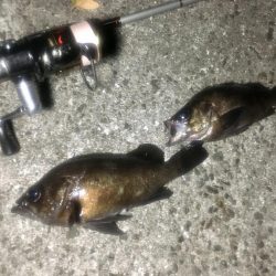 サタデーナイトメバリング