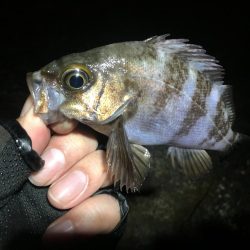 霧の立ち込む岬の先端で連発!