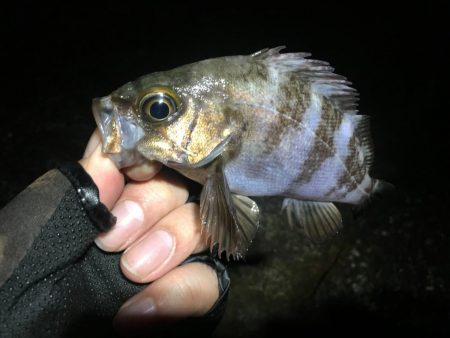 霧の立ち込む岬の先端で連発!