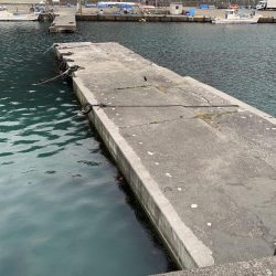 根魚ちゃん、こんにちは!