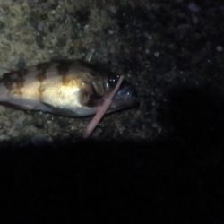 富津のメバルはまだ？小ぶり