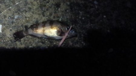 富津のメバルはまだ？小ぶり