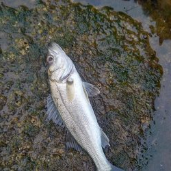 朝マズメボイル