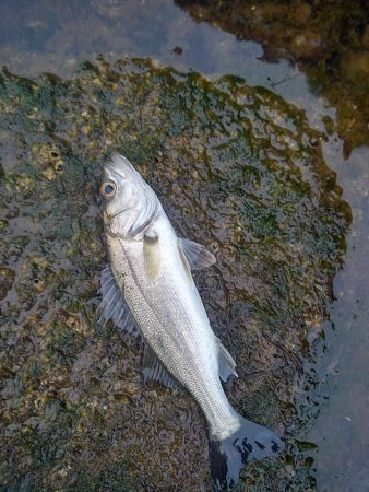 朝マズメボイル