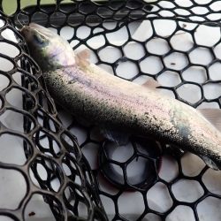 エリアトラウト（FRS）