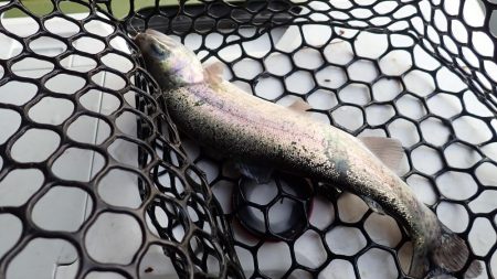 エリアトラウト（FRS）