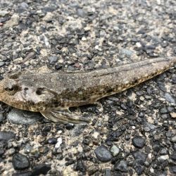 コウイカ、カマス、シーバスなど