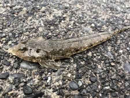 コウイカ、カマス、シーバスなど