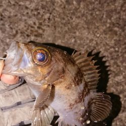 懲りずにプラッキング