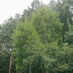 解禁日だより ’19