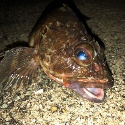 二見ガシリング1