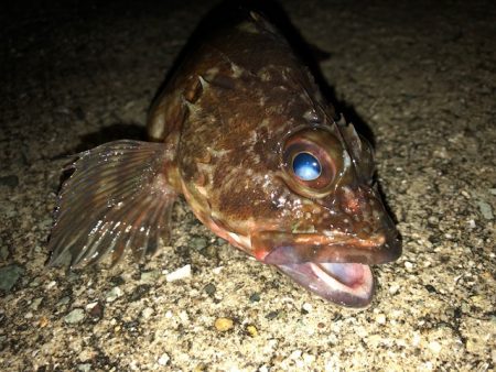 二見ガシリング1