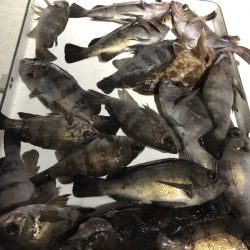 Magic（マジック） 釣果