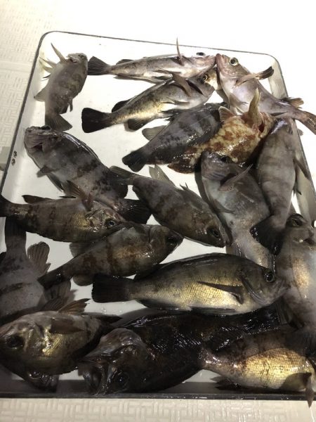 Magic（マジック） 釣果