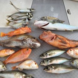 ミタチ丸 釣果