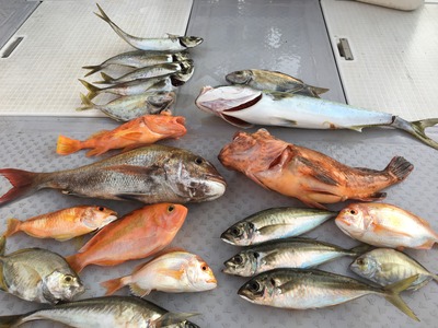 ミタチ丸 釣果