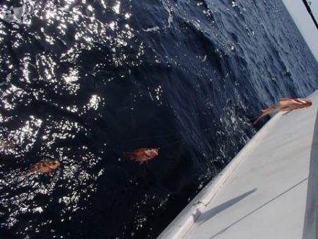 第二むつ漁丸 釣果