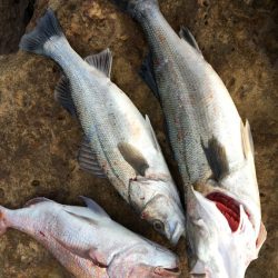 真冬の地磯をベイトタックルで攻略！ランガンプラッギングゲーム【ずん氏連載 vol.7】