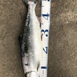 海サクラ釣行記〜２月編〜【たっつん氏連載 vol.8】