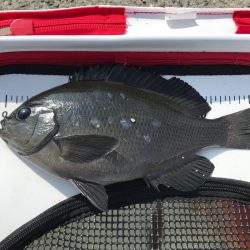 フカセ＆カゴ釣りで狙え30cmオーバ！【飛利浦氏連載 vol.8】