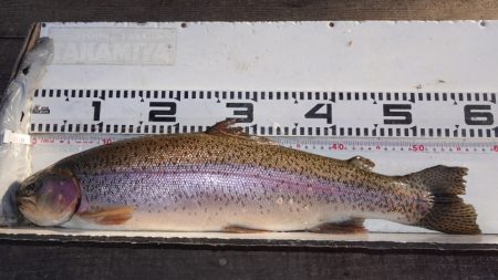 フィッシングレイクたかみや 釣果