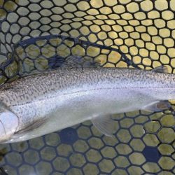 フィッシングレイクたかみや 釣果