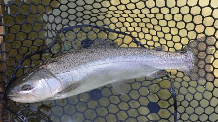 フィッシングレイクたかみや 釣果