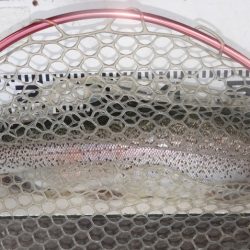 フィッシングレイクたかみや 釣果