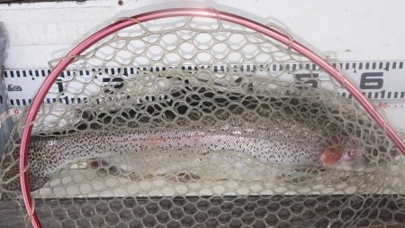 フィッシングレイクたかみや 釣果