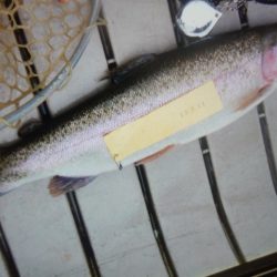 フィッシングレイクたかみや 釣果