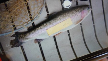 フィッシングレイクたかみや 釣果