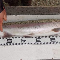 フィッシングレイクたかみや 釣果