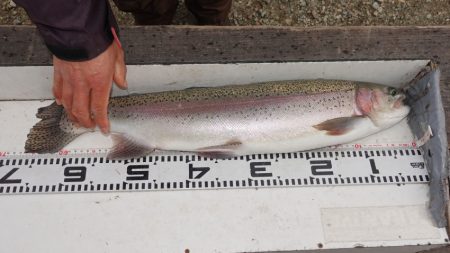 フィッシングレイクたかみや 釣果