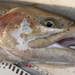 フィッシングレイクたかみや 釣果