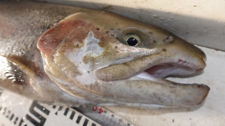 フィッシングレイクたかみや 釣果